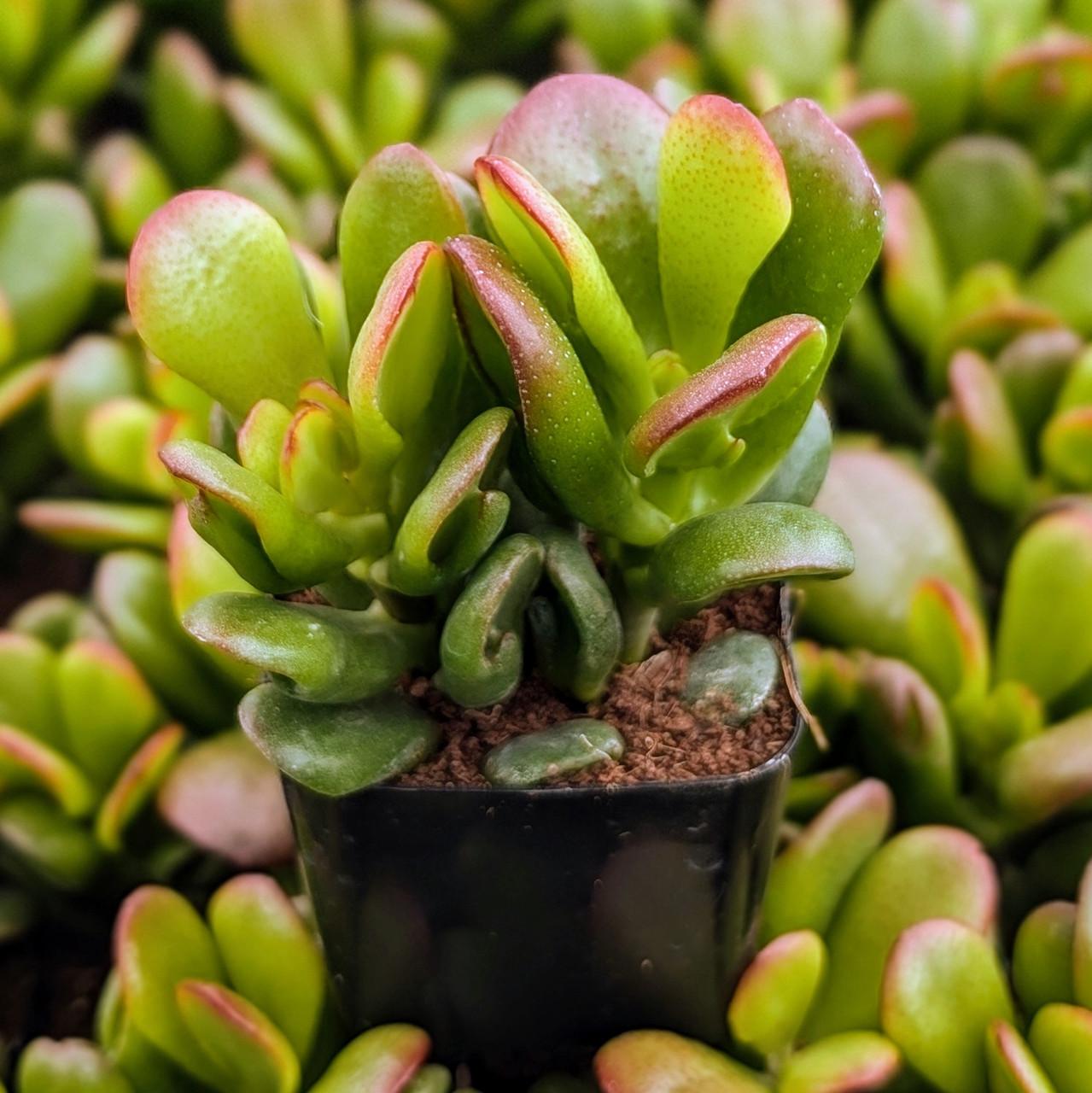 B Variegata Baby Jade - View 16 from www redcrocus com