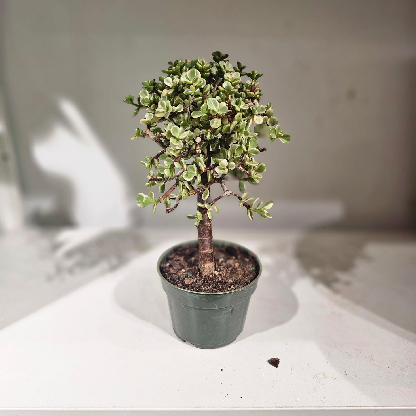 B Variegata Baby Jade - View 17 from www redcrocus com