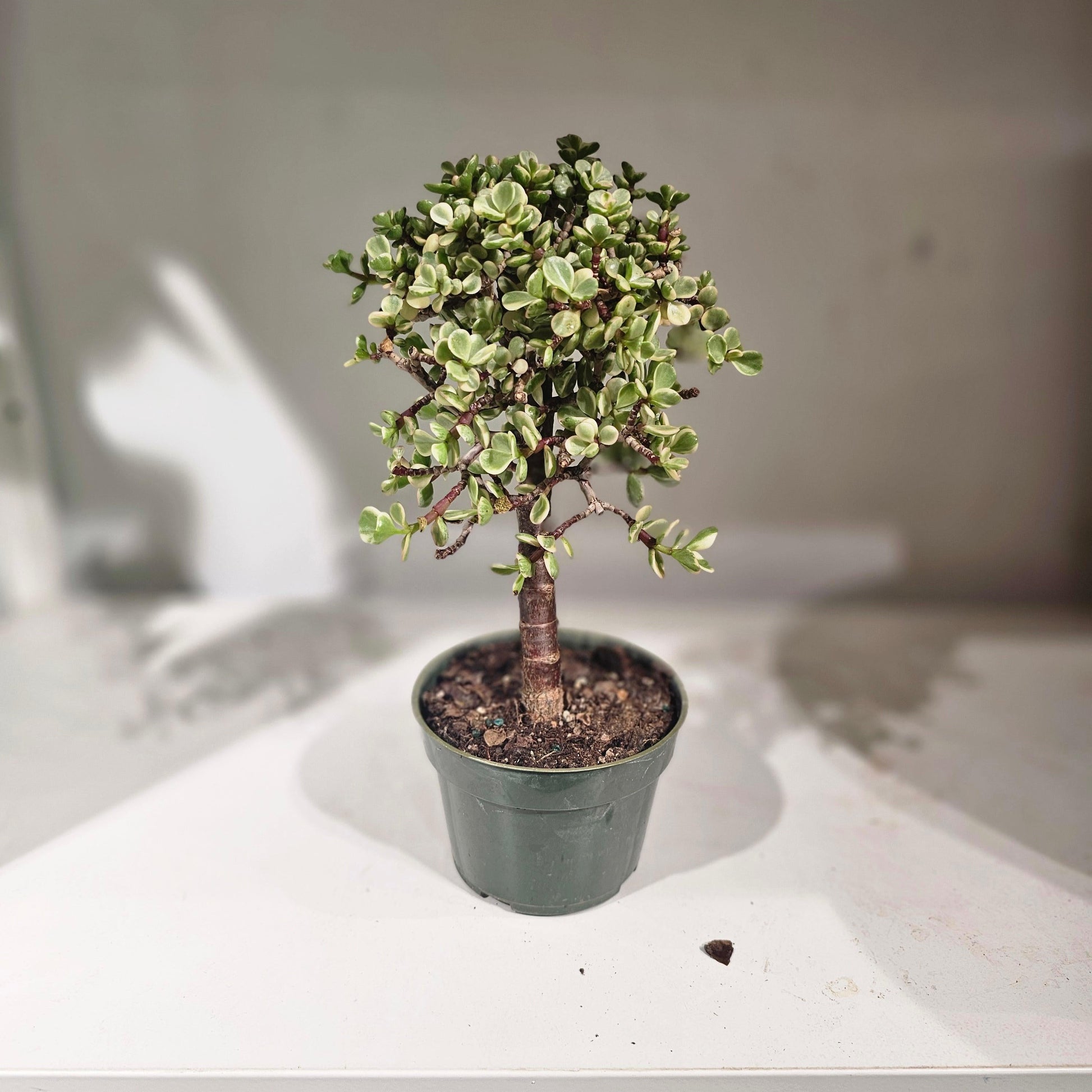 B Variegata Baby Jade - View 17 from www redcrocus com