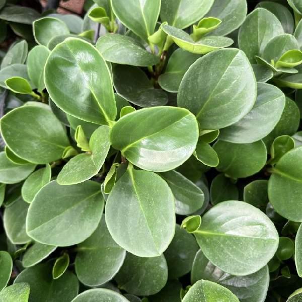 B Variegata Baby Jade - View 18 from www redcrocus com