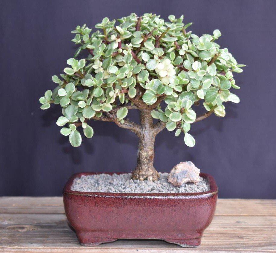 B Variegata Baby Jade - View 1 from www redcrocus com