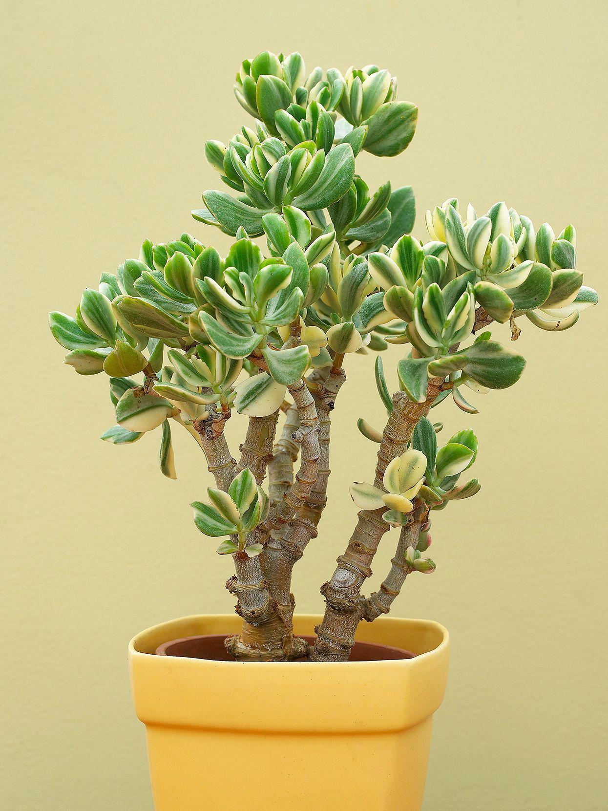 B Variegata Baby Jade - View 21 from www redcrocus com