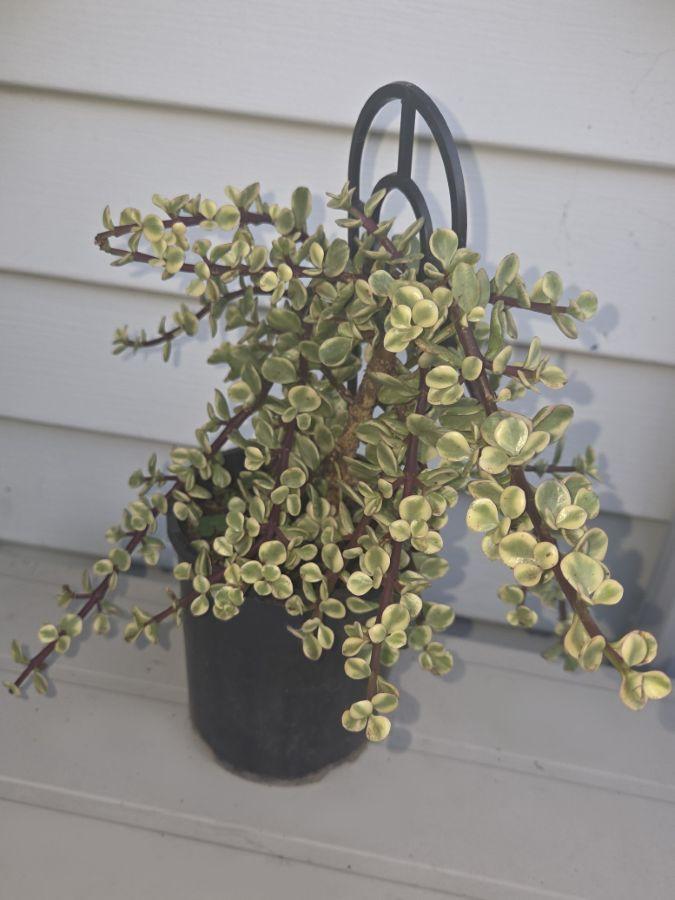 B Variegata Baby Jade - View 23 from www redcrocus com