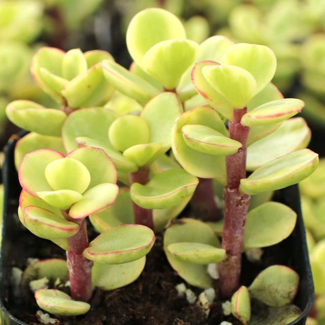 B Variegata Baby Jade - View 24 from www redcrocus com