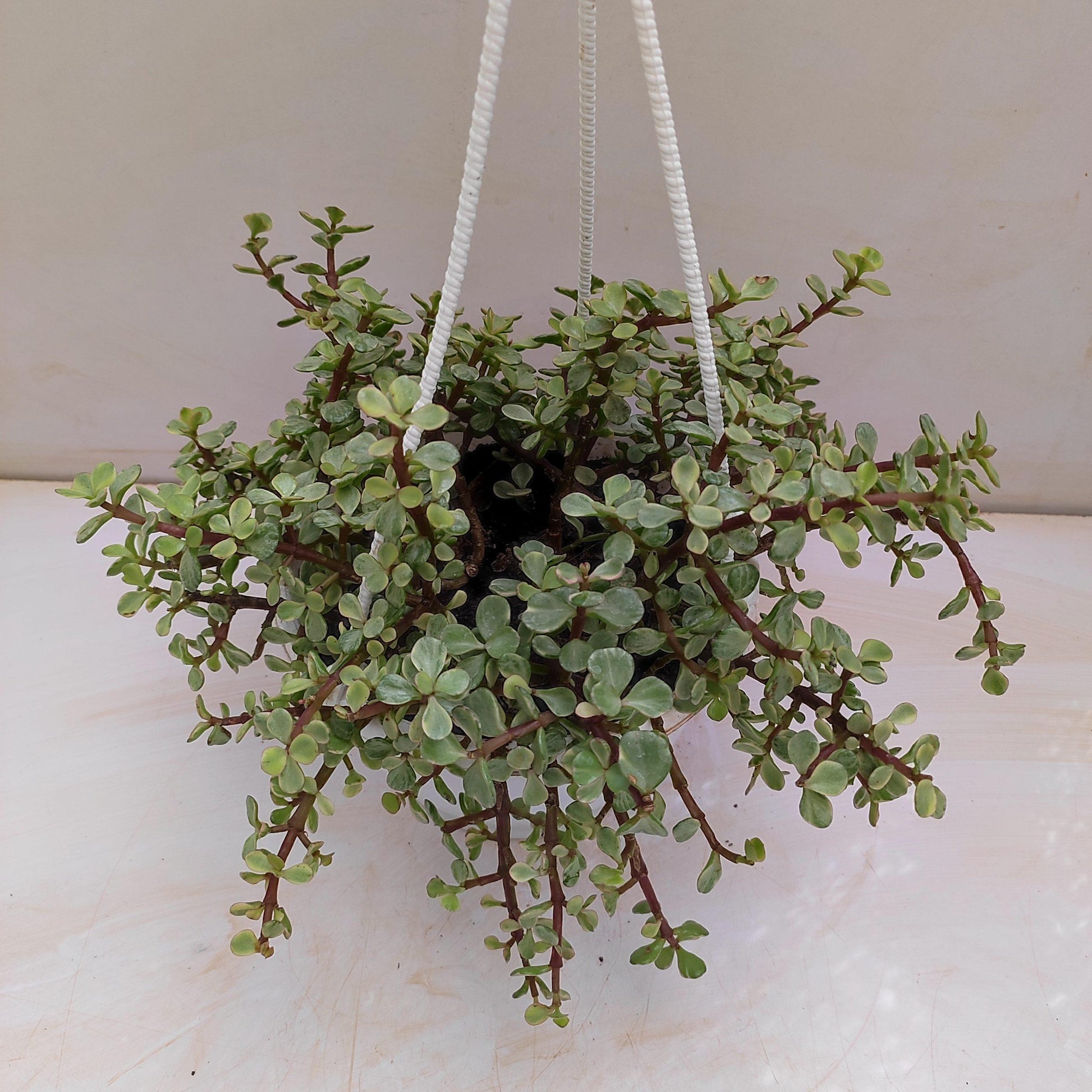 B Variegata Baby Jade - View 26 from www redcrocus com
