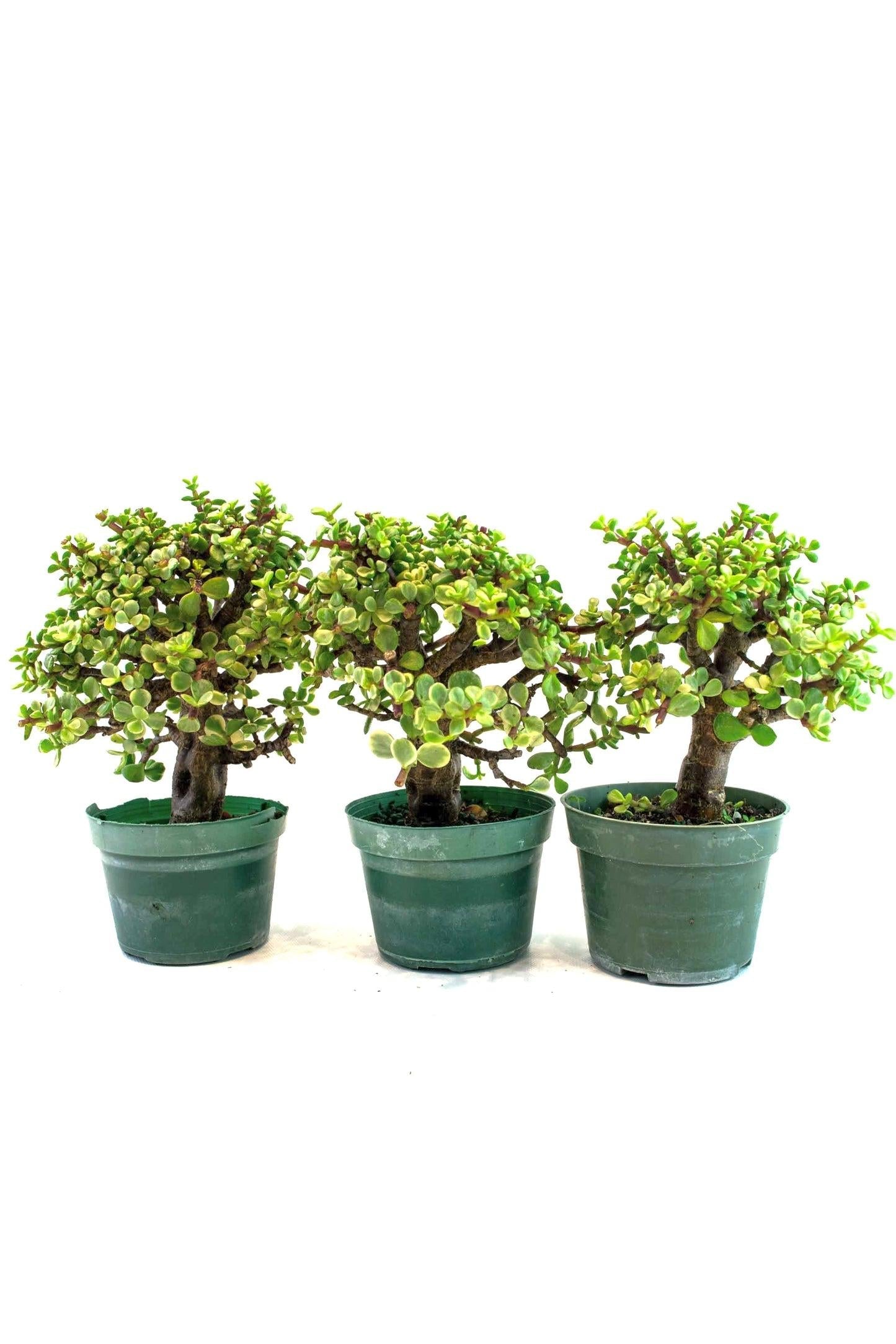 B Variegata Baby Jade - View 27 from www redcrocus com