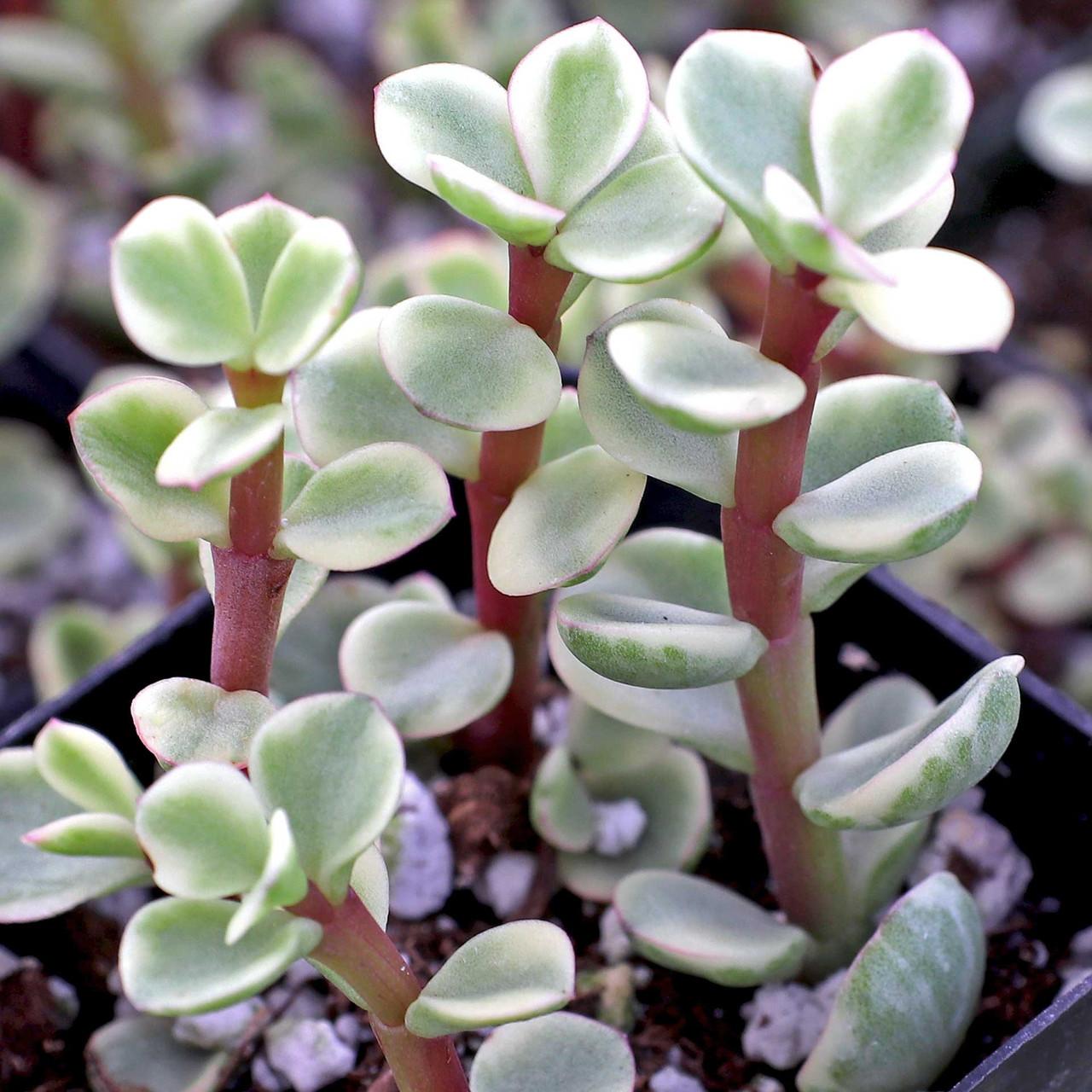 B Variegata Baby Jade - View 29 from www redcrocus com