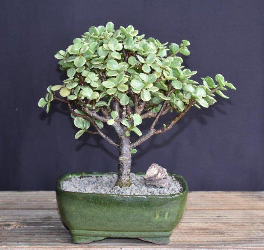 B Variegata Baby Jade - View 2 from www redcrocus com