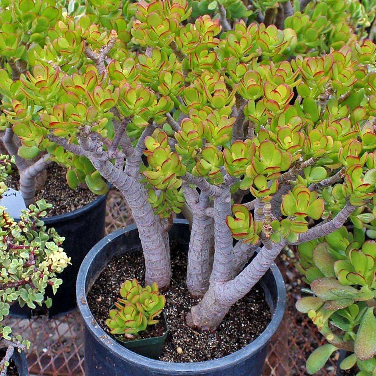B Variegata Baby Jade - View 30 from www redcrocus com