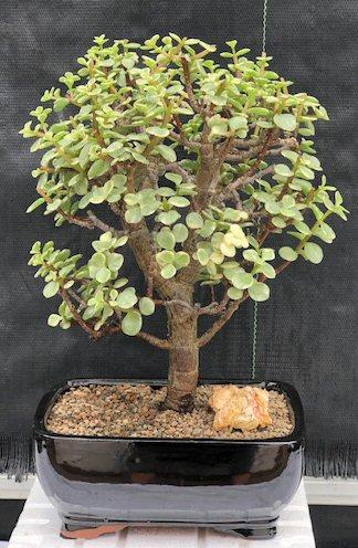B Variegata Baby Jade - View 3 from www redcrocus com