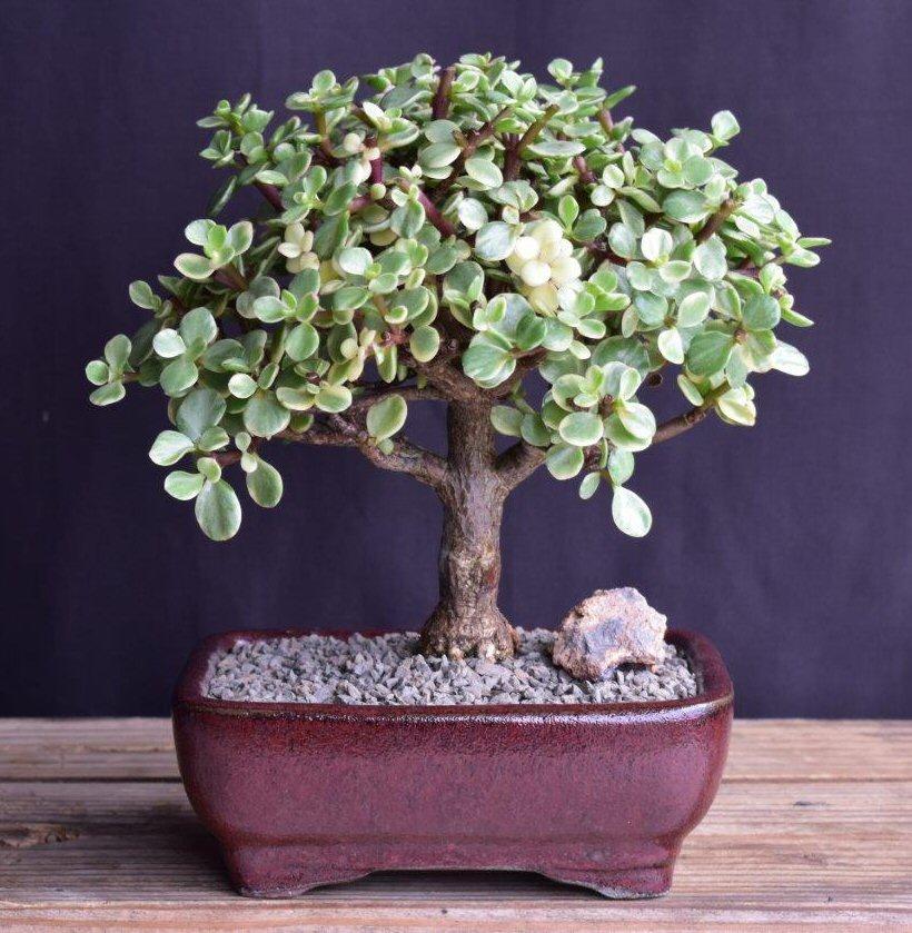 B Variegata Baby Jade - View 4 from www redcrocus com