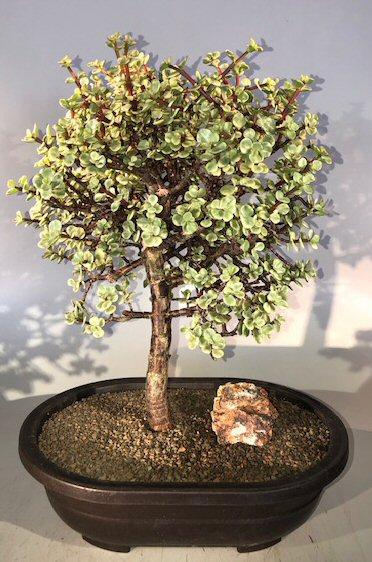 B Variegata Baby Jade - View 5 from www redcrocus com