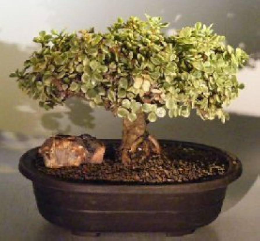 B Variegata Baby Jade - View 6 from www redcrocus com