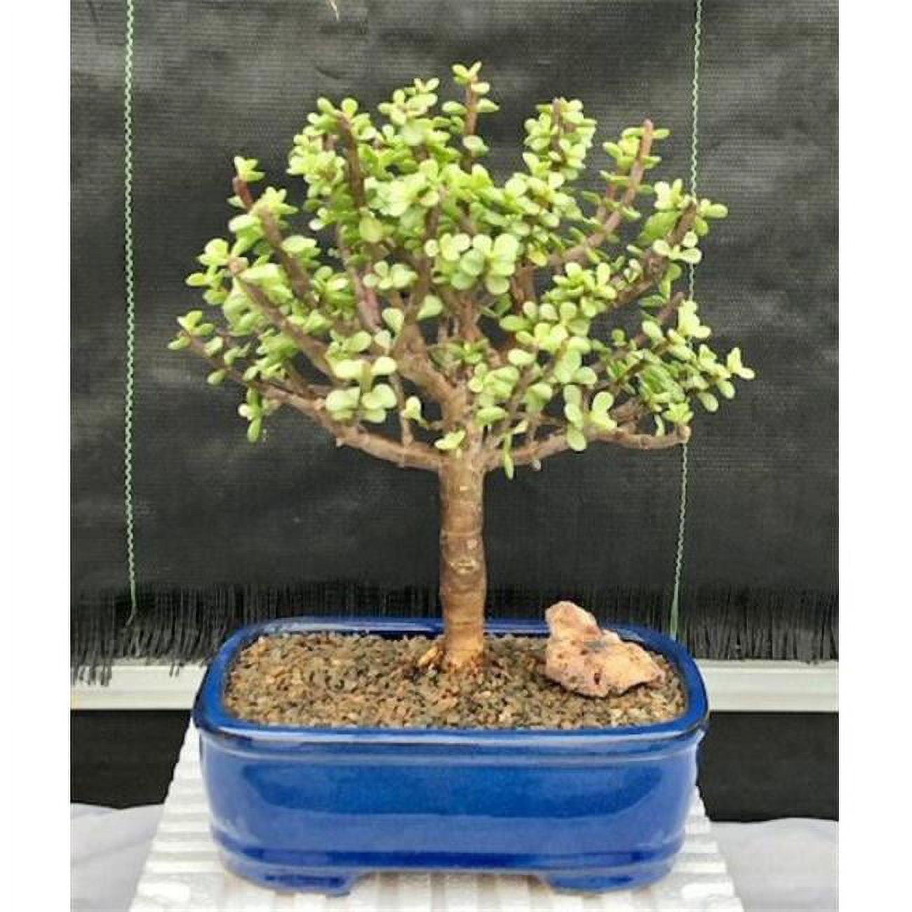 B Variegata Baby Jade - View 8 from www redcrocus com