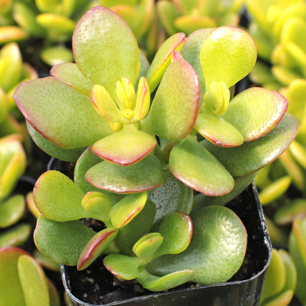 B Variegata Baby Jade - View 9 from www redcrocus com