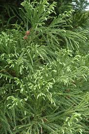 RedCrocus Yoshino Japanese Cedar (Cryptomeria japonica 'Yoshino') Live Tree - Fast-Growing Evergreen Conifer for Privacy Screens, Deer Resistant, Full Sun, USDA Zones 5-9  5 Gallon Nursery Pot
