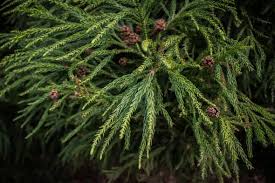 RedCrocus Yoshino Japanese Cedar (Cryptomeria japonica 'Yoshino') Live Tree - Fast-Growing Evergreen Conifer for Privacy Screens, Deer Resistant, Full Sun, USDA Zones 5-9  5 Gallon Nursery Pot