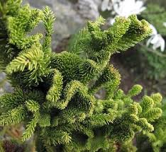 RedCrocus Yoshino Japanese Cedar (Cryptomeria japonica 'Yoshino') Live Tree - Fast-Growing Evergreen Conifer for Privacy Screens, Deer Resistant, Full Sun, USDA Zones 5-9  5 Gallon Nursery Pot