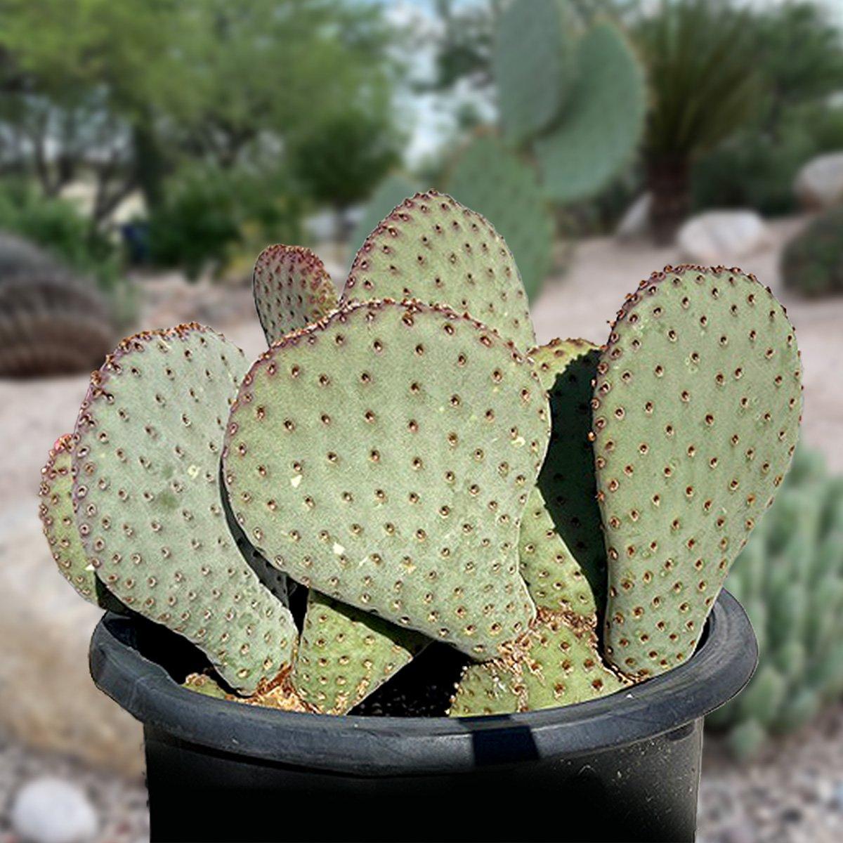 Cactus Opuntia Prickly Pear - View 19 from www redcrocus com