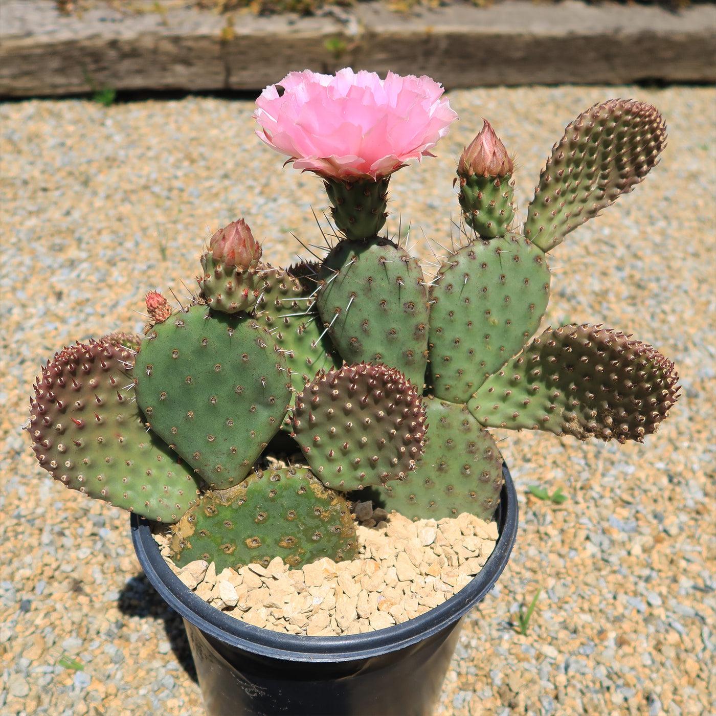 Cactus Opuntia Prickly Pear - View 25 from www redcrocus com