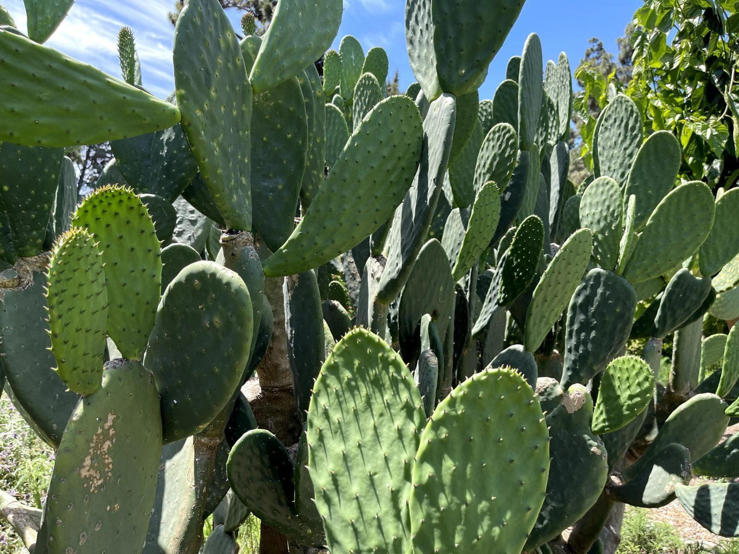Cactus Opuntia Prickly Pear - View 34 from www redcrocus com