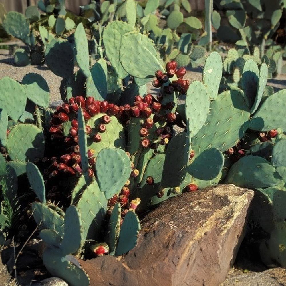 Cactus Opuntia Prickly Pear - View 37 from www redcrocus com