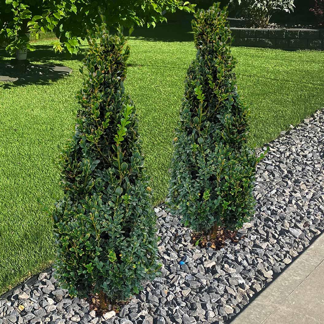 C Buxus Green Mountain Cone Cone Shape - View 23 from www redcrocus com