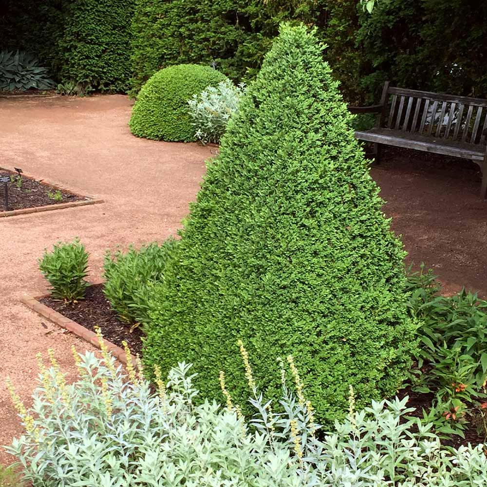 C Buxus Green Mountain Cone Cone Shape - View 31 from www redcrocus com