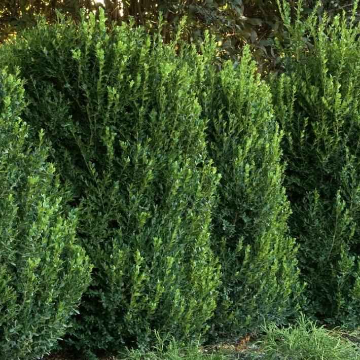 C Buxus Green Mountain Cone Cone Shape - View 35 from www redcrocus com