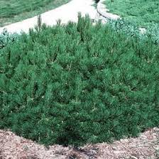 RedCrocus Smidtii Mugo Pine Live Plant (Pinus mugo 'Smidtii') – Dwarf Evergreen Conifer, Slow-Growing, Deer Resistant, Container Friendly, Cold Hardy Zones 2–7  3 Gallon Nursery Pot
