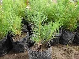 RedCrocus Smidtii Mugo Pine Live Plant (Pinus mugo 'Smidtii') – Dwarf Evergreen Conifer, Slow-Growing, Deer Resistant, Container Friendly, Cold Hardy Zones 2–7  3 Gallon Nursery Pot
