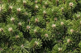 RedCrocus Smidtii Mugo Pine Live Plant (Pinus mugo 'Smidtii') – Dwarf Evergreen Conifer, Slow-Growing, Deer Resistant, Container Friendly, Cold Hardy Zones 2–7  3 Gallon Nursery Pot