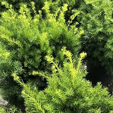 RedCrocus Densiformis Yew (Taxus x media) Live Evergreen Shrub - Dense, Spreading Japanese Yew for Sun or Shade, Landscape Foundation Plant  2 Gallon Nursery Pot