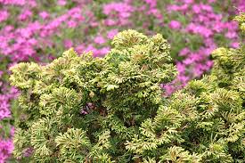 RedCrocus Hinoki Cypress 'Verdoni' (Chamaecyparis obtusa) - Dwarf Golden Evergreen, Compact Conifer for Gardens & Containers - Live Plant  2 Gallon Nursery Pot