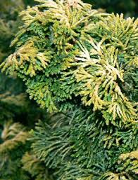 RedCrocus Hinoki Cypress 'Verdoni' (Chamaecyparis obtusa) - Dwarf Golden Evergreen, Compact Conifer for Gardens & Containers - Live Plant  2 Gallon Nursery Pot