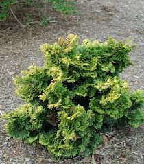 RedCrocus Hinoki Cypress 'Verdoni' (Chamaecyparis obtusa) - Dwarf Golden Evergreen, Compact Conifer for Gardens & Containers - Live Plant  2 Gallon Nursery Pot