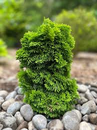RedCrocus Hinoki Cypress 'Verdoni' (Chamaecyparis obtusa) - Dwarf Golden Evergreen, Compact Conifer for Gardens & Containers - Live Plant  2 Gallon Nursery Pot