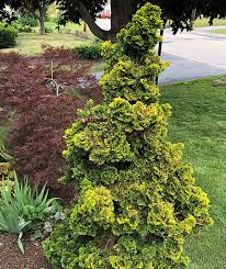 RedCrocus Hinoki Cypress 'Verdoni' (Chamaecyparis obtusa) - Dwarf Golden Evergreen, Compact Conifer for Gardens & Containers - Live Plant  2 Gallon Nursery Pot