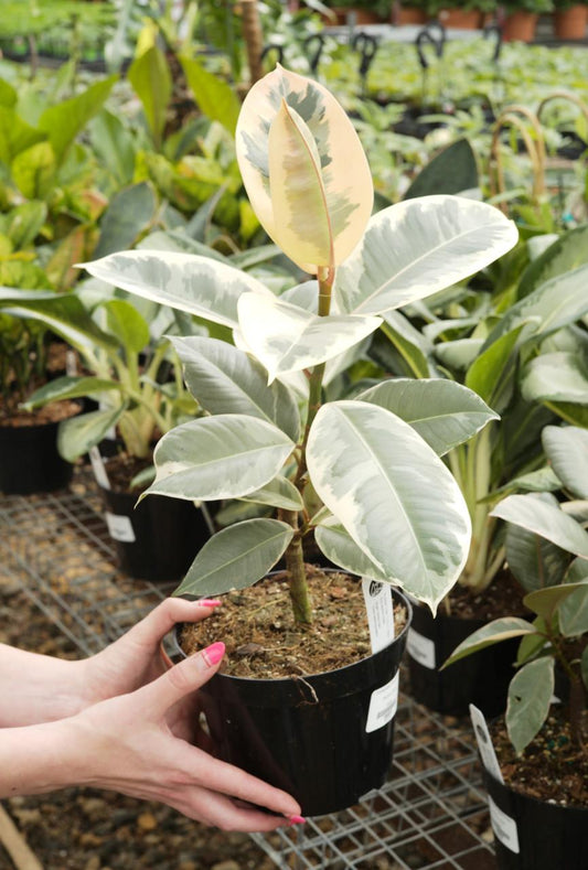 Ficus Teneke - View 10 from www redcrocus com