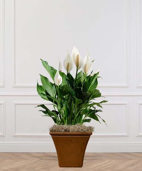D Spathiphyllum Peace Lily - View 10 from www redcrocus com