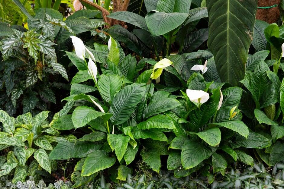 D Spathiphyllum Peace Lily - View 11 from www redcrocus com