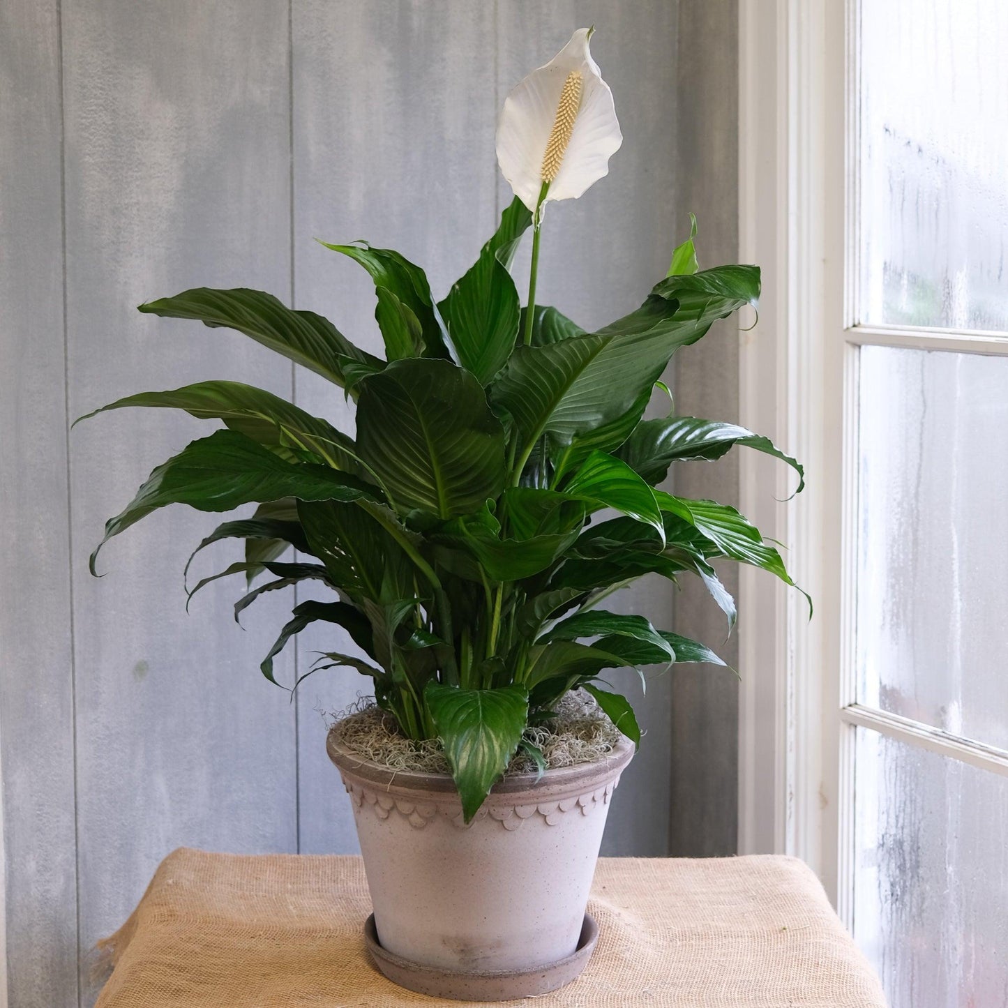D Spathiphyllum Peace Lily - View 12 from www redcrocus com