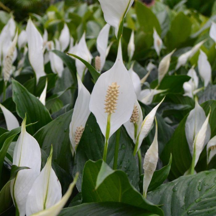 D Spathiphyllum Peace Lily - View 13 from www redcrocus com