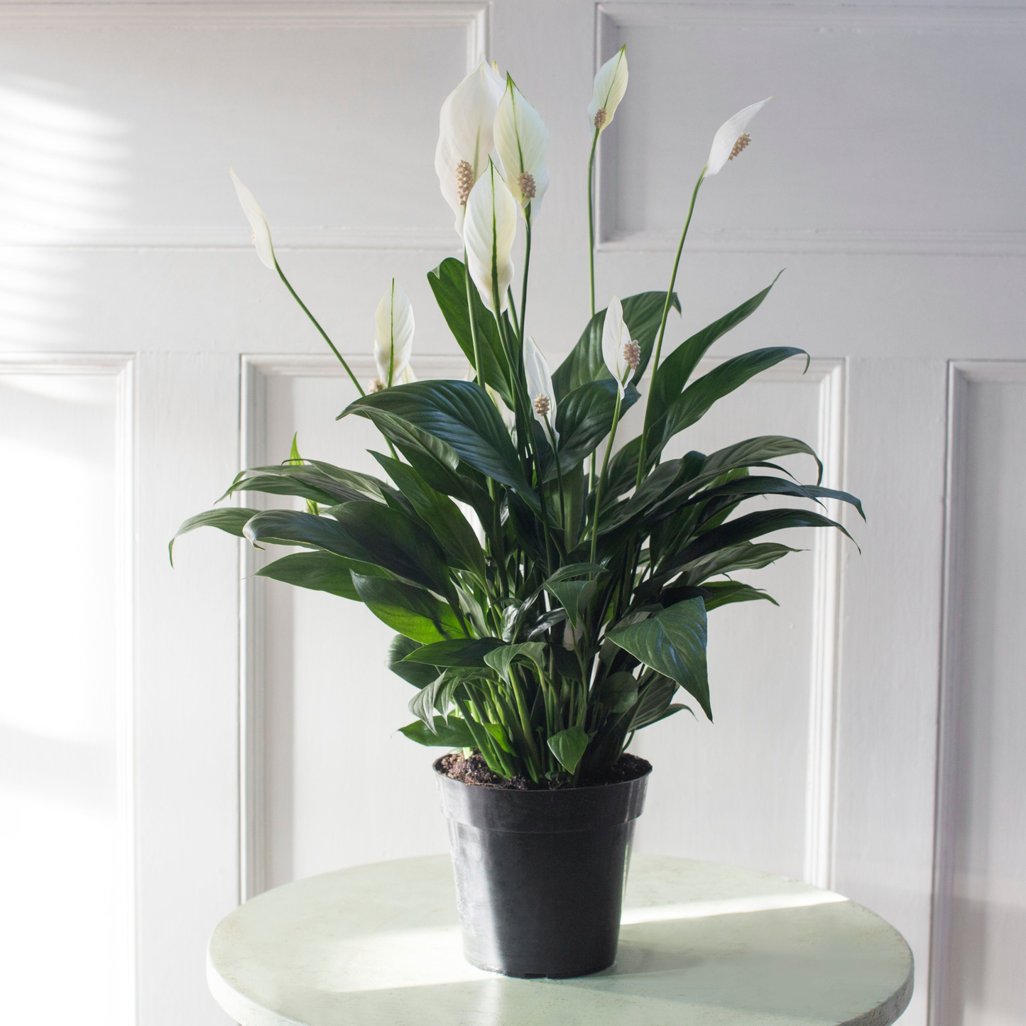 D Spathiphyllum Peace Lily - View 14 from www redcrocus com