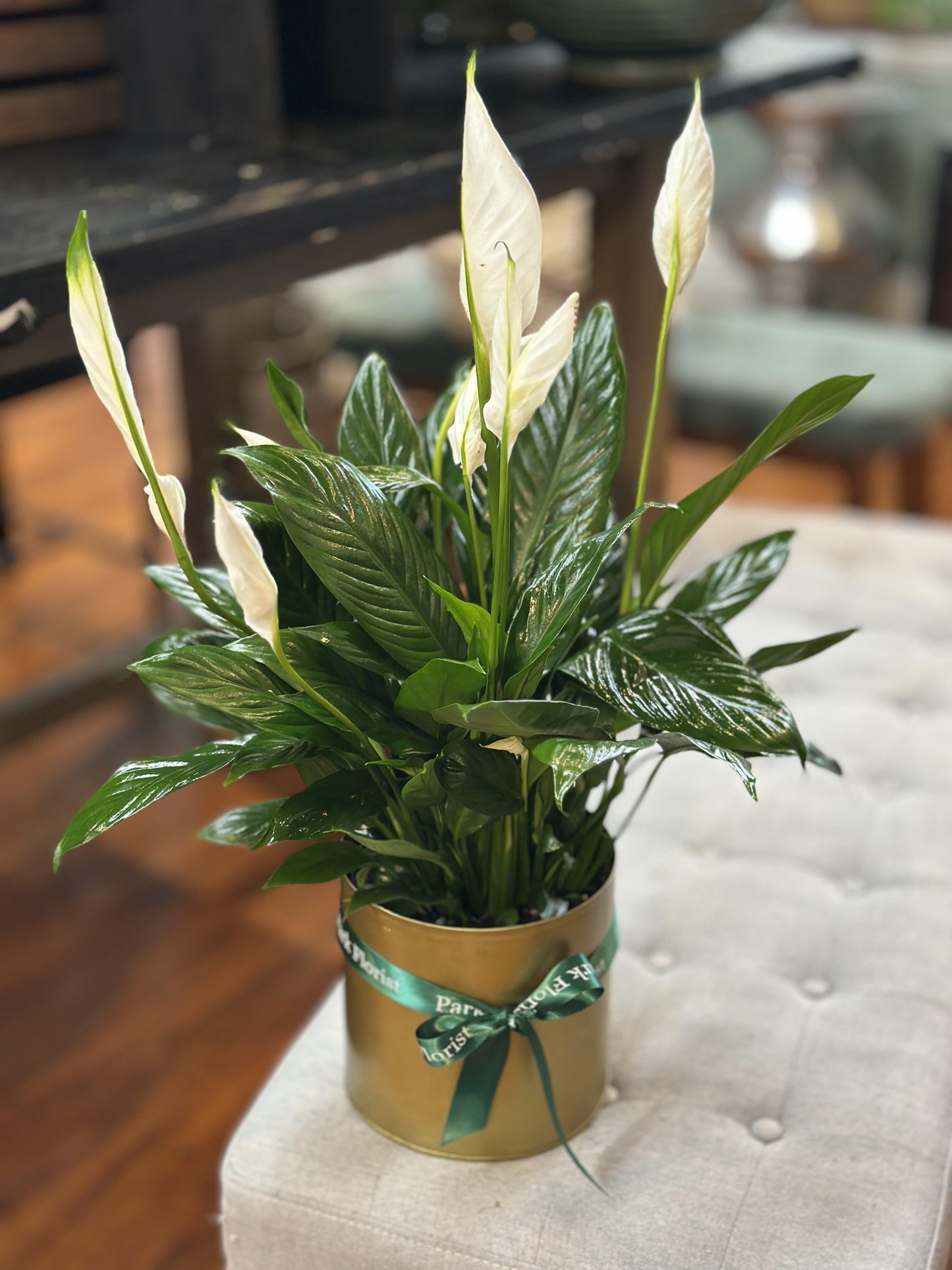 D Spathiphyllum Peace Lily - View 16 from www redcrocus com