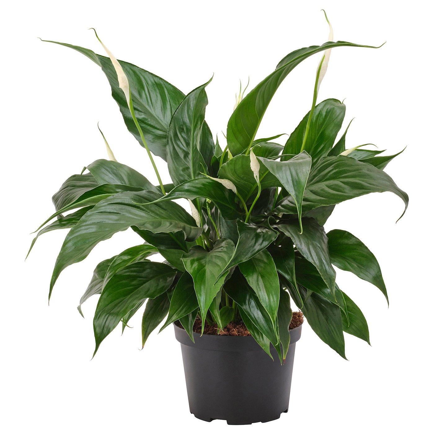 D Spathiphyllum Peace Lily - View 17 from www redcrocus com