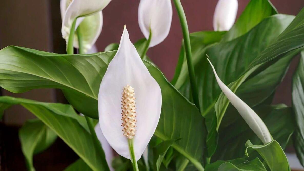 D Spathiphyllum Peace Lily - View 18 from www redcrocus com