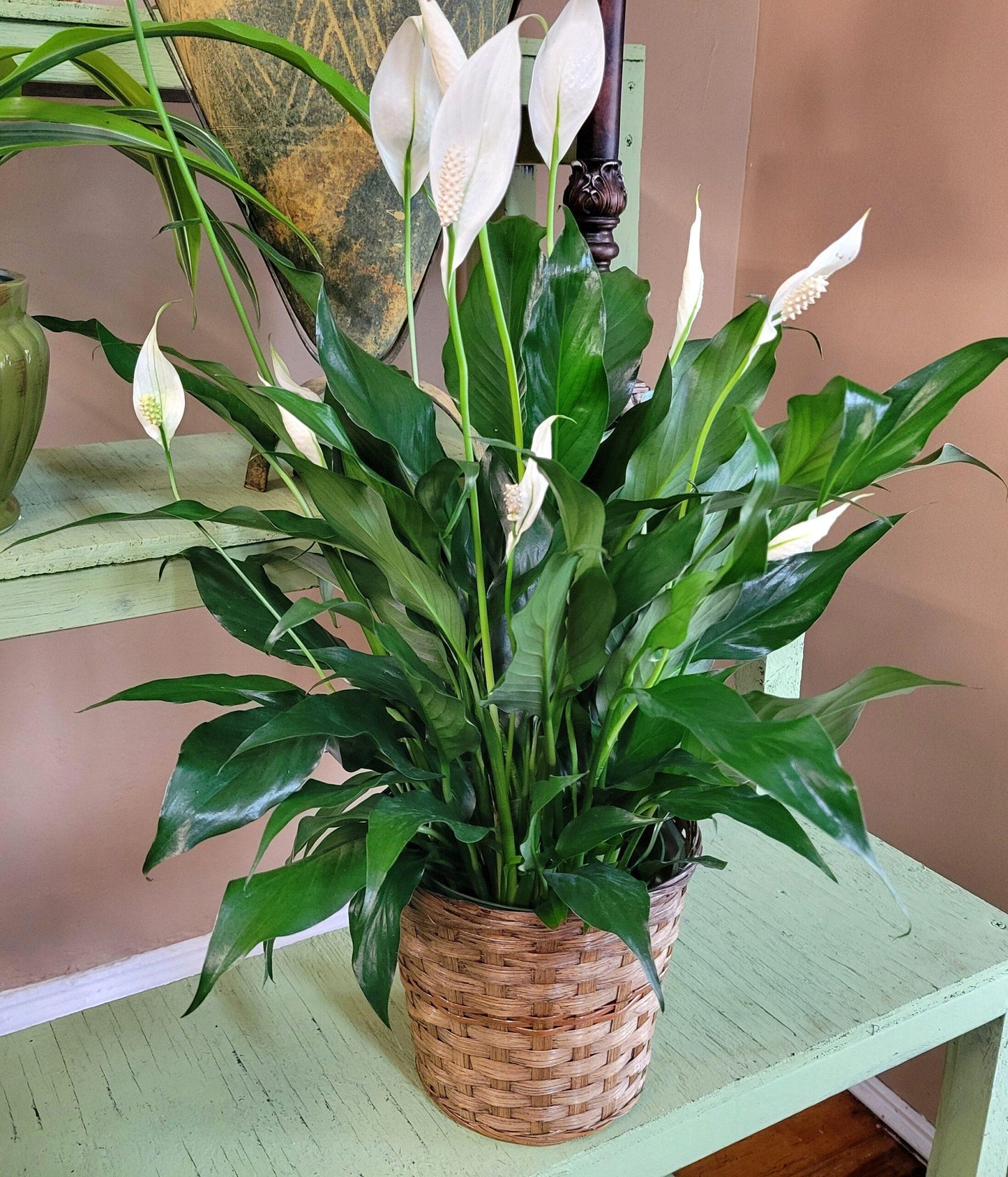 D Spathiphyllum Peace Lily - View 1 from www redcrocus com