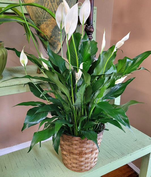 D Spathiphyllum Peace Lily - View 1 from www redcrocus com
