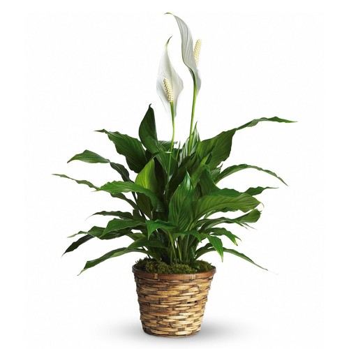 D Spathiphyllum Peace Lily - View 20 from www redcrocus com